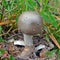 Amanita mairei mushroom