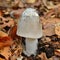 Amanita mairei mushroom