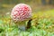 Amanita and moss closeup on blurred background.