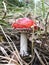 Amanita muscaia mushroom, red toadstool