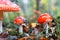 Amanita muscari, fly agaric beautiful red-headed hallucinogenic toxic mushroom