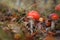 Amanita muscari, fly agaric beautiful red-headed hallucinogenic toxic mushroom