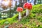 Amanita muscari, fly agaric beautiful red-headed hallucinogenic toxic mushroom in Dolomites