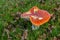 Amanita Muscari Mushroom