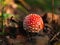 Amanita muscari psychoactive toadstool Fly agaric red-headed hallucinogenic toxic mushroom with white dots autumn forest