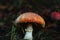 Amanita muscari psychoactive toadstool Fly agaric red-headed hallucinogenic toxic mushroom with white dots autumn forest