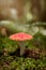 Amanita Muscari, red Fly amanita or fly agaric in the woodland