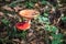 Amanita muscari. Toxic and hallucinogen beautiful red-headed mushroom Fly Agaric in grass on autumn forest background. source of
