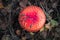 Amanita muscari. Toxic and hallucinogen beautiful red-headed mushroom Fly Agaric in grass on autumn forest background. source of