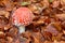 Amanita muscaria