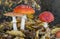 Amanita muscaria