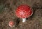 Amanita Muscaria