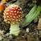 Amanita muscaria