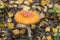 Amanita muscaria in autumn forest close up. Bright red orange Fly agaric wild mushroom in fall nature in yellow dry leaves