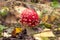 Amanita muscaria in autumn forest close up. Little young Fly agaric mushroom in fall nature with  yellow leaves