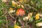 Amanita muscaria in autumn forest. Little young Fly agaric mushroom in fall nature with green grass and yellow leaves