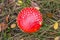 Amanita muscaria in autumn forest top view. Bright red Fly agaric wild mushroom in fall nature in grass