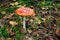 Amanita muscaria - beautiful mushroom - very toxic