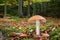 Amanita muscaria in colorful autumnal forest - poisonous toadstool