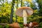 Amanita muscaria in colorful autumnal forest - poisonous toadstool