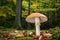 Amanita muscaria in colorful autumnal forest - poisonous toadstool