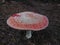 Amanita muscaria, commonly known as the fly agaric
