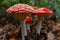 Amanita muscaria, commonly known as fly agaric, commonly seen at national park Brunsummerheide in the Netherlands