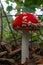Amanita muscaria, commonly known as fly agaric, commonly seen at national park Brunsummerheide in the Netherlands