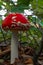 Amanita muscaria, commonly known as fly agaric, commonly seen at national park Brunsummerheide in the Netherlands