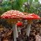 Amanita muscaria, commonly known as fly agaric, commonly seen at national park Brunsummerheide in the Netherlands