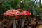 Amanita muscaria, commonly known as fly agaric, commonly seen at national park Brunsummerheide in the Netherlands