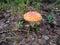 Amanita muscaria, commonly known as the fly agaric or fly amanita