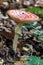 Amanita muscaria, commonly known as the fly agaric or fly amanita. Commonly seen at the Hoge Kempen National Park