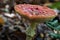 Amanita muscaria, commonly known as the fly agaric or fly amanita. Commonly seen at the Hoge Kempen National Park