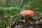 Amanita muscaria, commonly known as the fly agaric or fly amanita, is a mushroom and psychoactive basidiomycete fungus