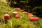 Amanita muscaria, commonly known as the fly agaric or fly amanita mushrooms. Toadstool fungi growing in autumn forest