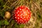 Amanita muscaria, commonly known as the fly agaric or fly amanita mushrooms top view. Toadstool fungi growing in autumn forest