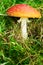 Amanita muscaria, commonly known as fly agaric or fly amanita. Toadstool or flybane, close up of red poisonous mushroom.