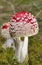 Amanita muscaria is a cosmopolitan mushroom, native to conifer