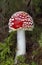 Amanita muscaria is a cosmopolitan mushroom, native to conifer
