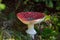 Amanita muscaria famous, enchanting and highly toxic. Fly agaric has a bright red cap with white spots and white gills.