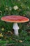 Amanita muscaria famous, enchanting and highly toxic. Fly agaric has a bright red cap with white spots and white gills.