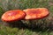 Amanita muscaria famous, enchanting and highly toxic. Fly agaric has a bright red cap with white spots and white gills.