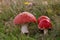 Amanita muscaria famous, enchanting and highly toxic. Fly agaric has a bright red cap with white spots and white gills.