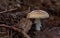 Amanita muscaria. Fly agaric. brown.