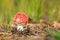 Amanita muscaria, fly agaric or fly amanita basidiomycota muscimol mushroom, dreamlike soft focus and setting