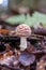 Amanita muscaria - Fly Agaric mushroom