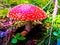 Amanita Muscaria or Fly Agaric mushroom