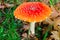 Amanita muscaria or fly agaric mushroom