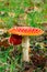 Amanita muscaria or fly agaric mushroom